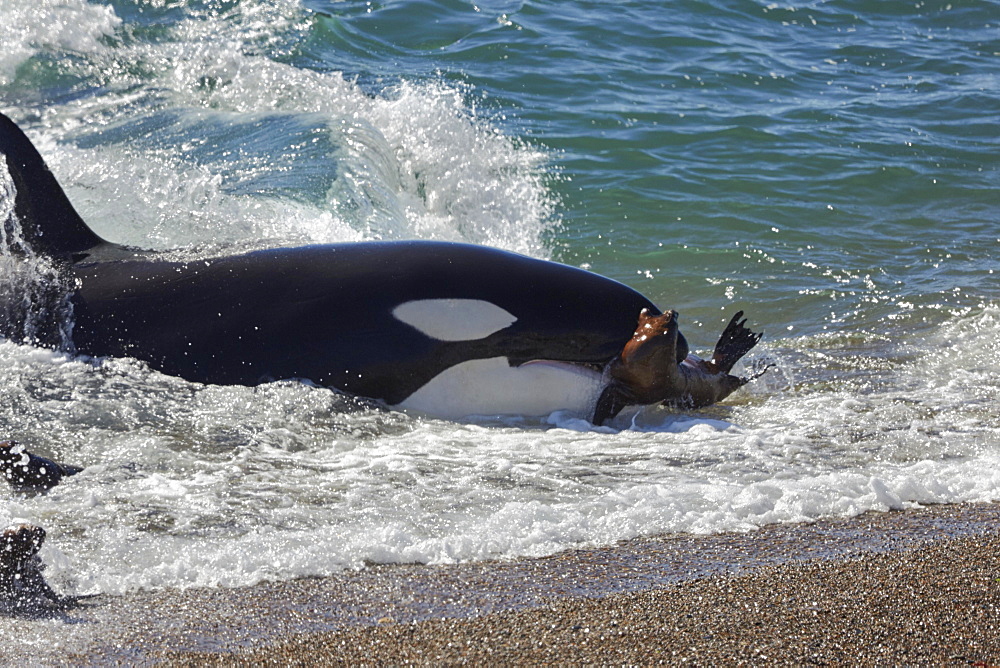 Orca (Orcinus orca) attacking sea lion pups (Otaria flavescens) at the beach, Mirador, Punta Norte, Peninsula Valdes, Chubut, Patagonia, Argentina, South America