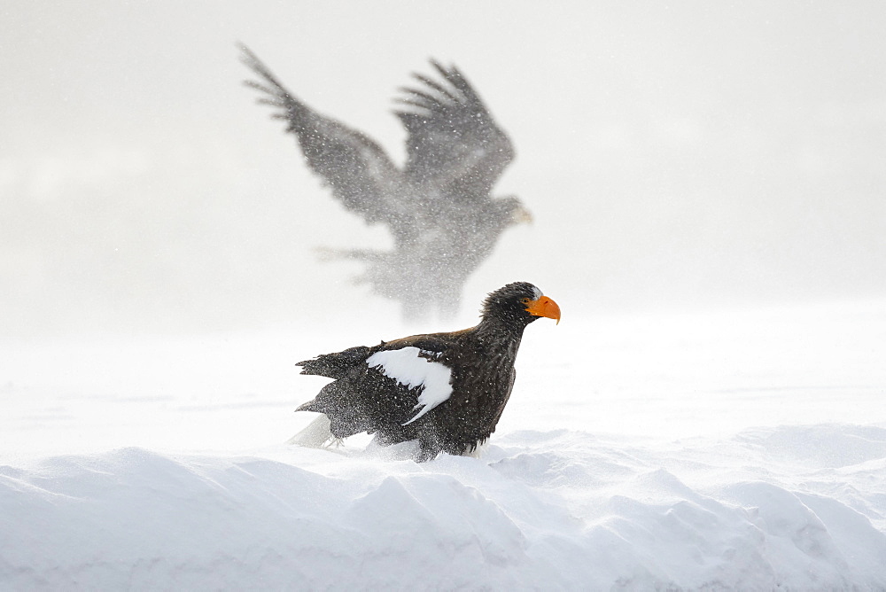 Steller's sea eagle (Haliaeetus pelagicus) in the snow, behind White-tailed eagle (Haliaeetus albicilla) in the snow flurry, Rausu, Hokkaido, Japan, Asia