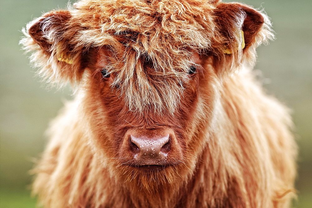 Highland cattle (Bos taurus), young animal on pasture, animal portrait, Scotland, United Kingdom, Europe