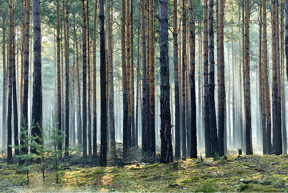 Pine forest (Pinus), monoculture, morning mist, sun beams through tree trunks, Brandenburg, Germany, Europe