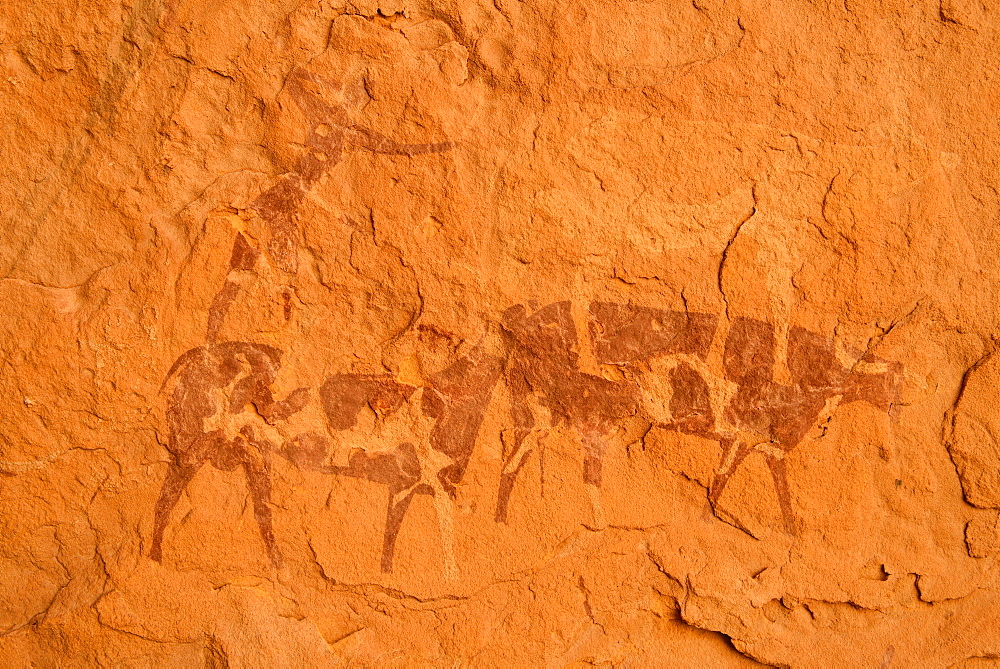 Neolithic rock art, rock painting of two cows or bulls, Bovidian period, Tassili n'Ajjer National Park, Unesco World Heritage Site, Algeria, Africa