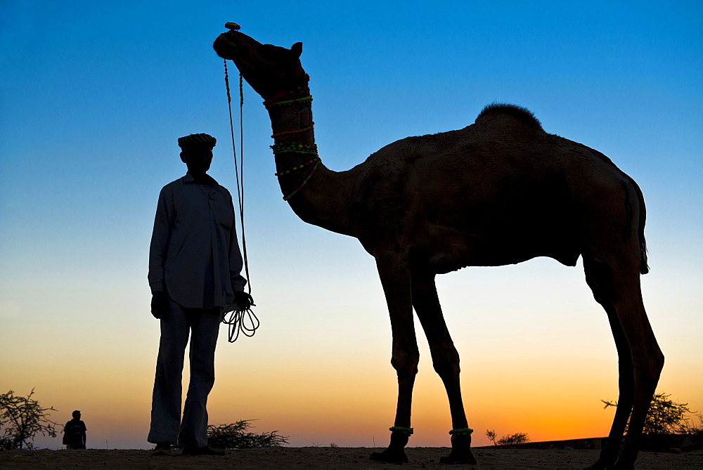 Silhouette of a man holding the reins of his camel, Pushkar Camel Fair, Pushkar, Rajasthan, India, Asia