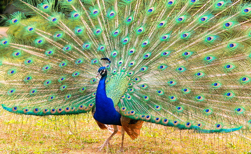 Indian peafowl (Pavo cristatus) beats a wheel, France, Europe