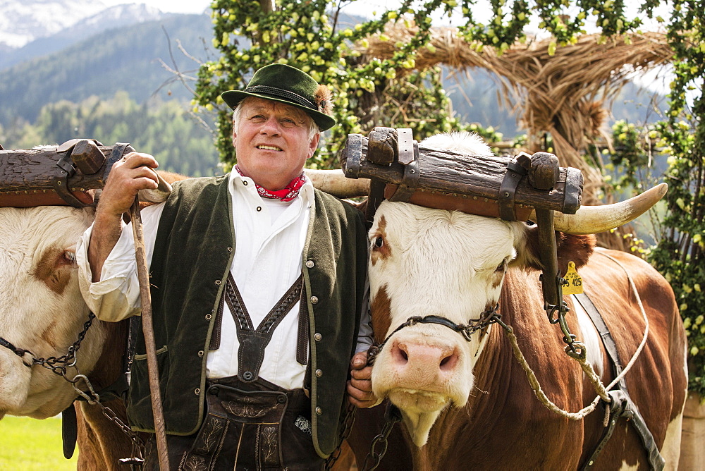 Man wearing traditional dress with two oxen in a yoke, Gauderfest festival, Zell am Ziller, Zillertal, North Tyrol, Austria, Europe