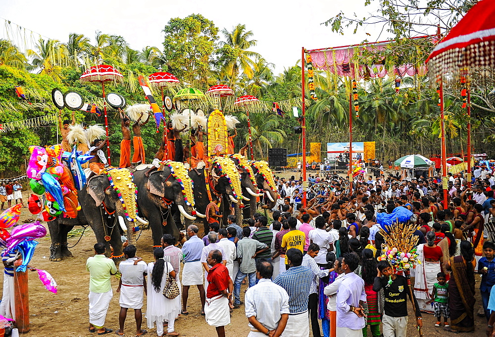 Hindu temple festival with many elephants, Thrissur, Kerala, South India, India, Asia