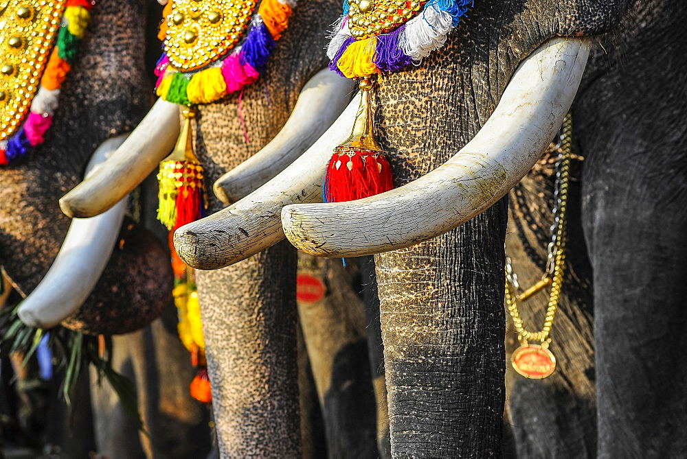 Tusks of decorated elephants at temple festival, Thrissur, Kerala, South India, India, Asia