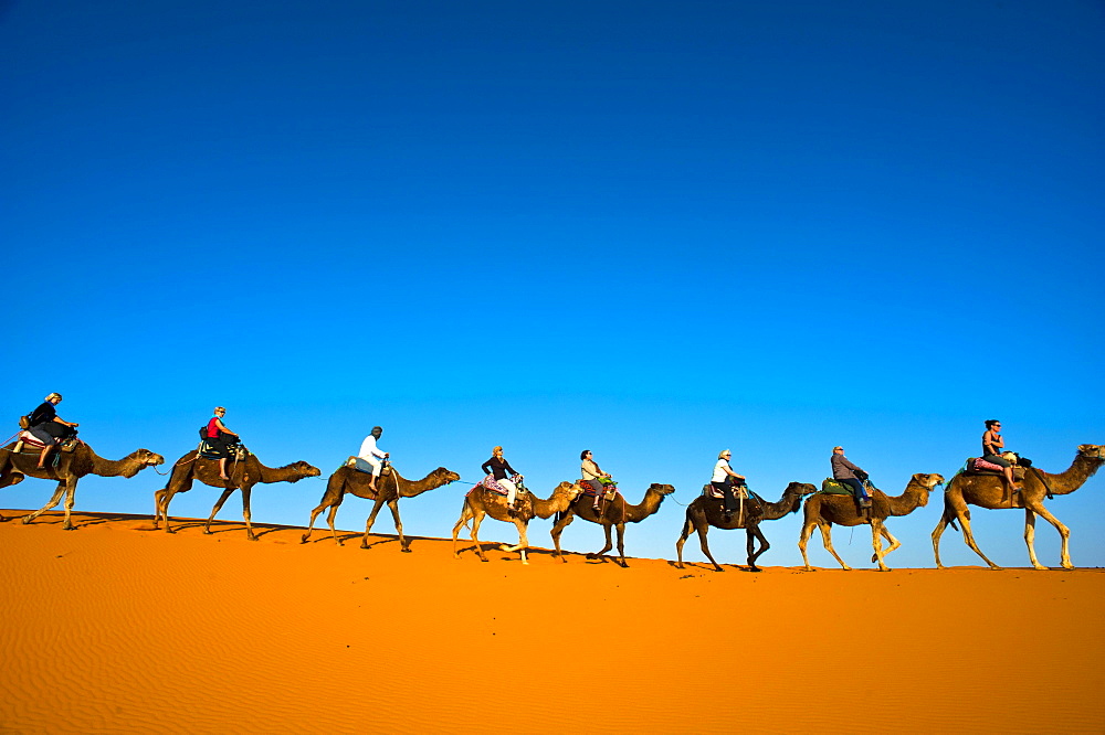 Tourists riding camels on the sand dunes of Erg Chebbi, Sahara Desert, Southern Morocco, Morocco, Africa