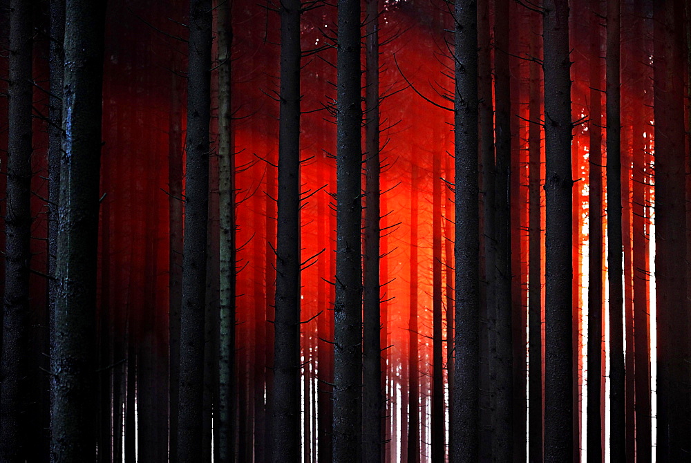 Sunset through trees in a forest, Mindelheim, Bavaria, Germany, Europe