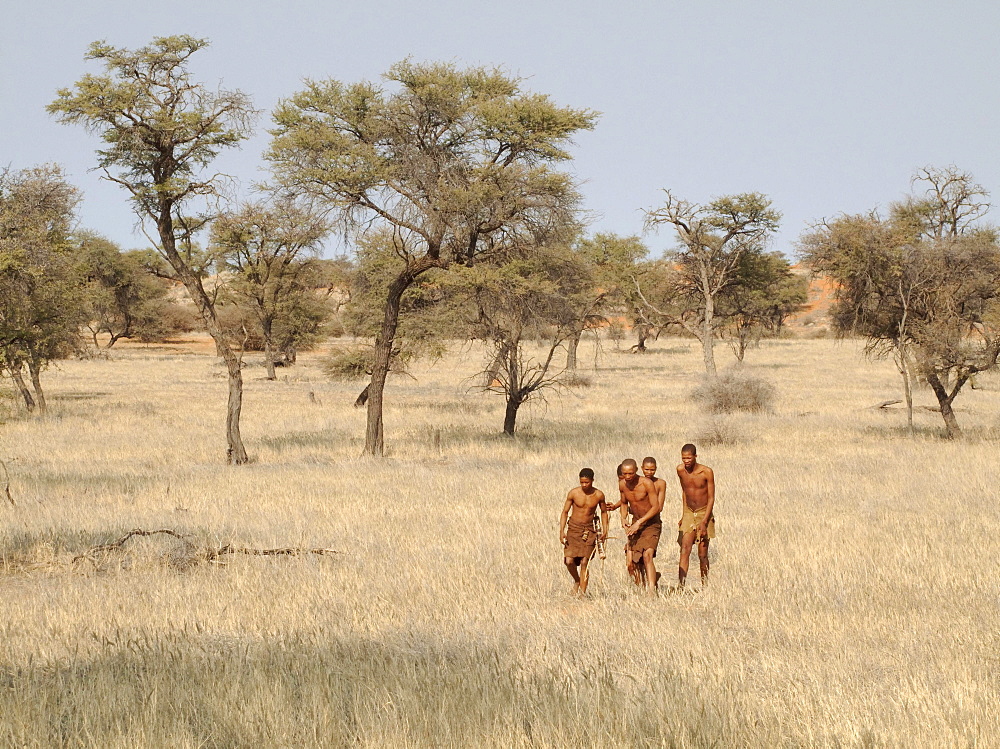 Bushmen in the Kalahari Desert, Camelthorn trees (Acacia erioloba) at the back, Intu Afrika Kalahari Game Reserve, Namibia, Africa