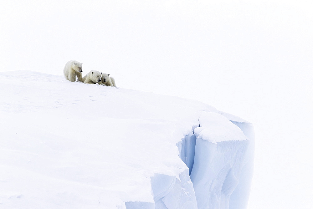 Polar bears (Ursus maritimus), mother animal and two young cubs, three month old, lying on an iceberg, Unorganized Baffin, Baffin Island, Nunavut, Canada, North America