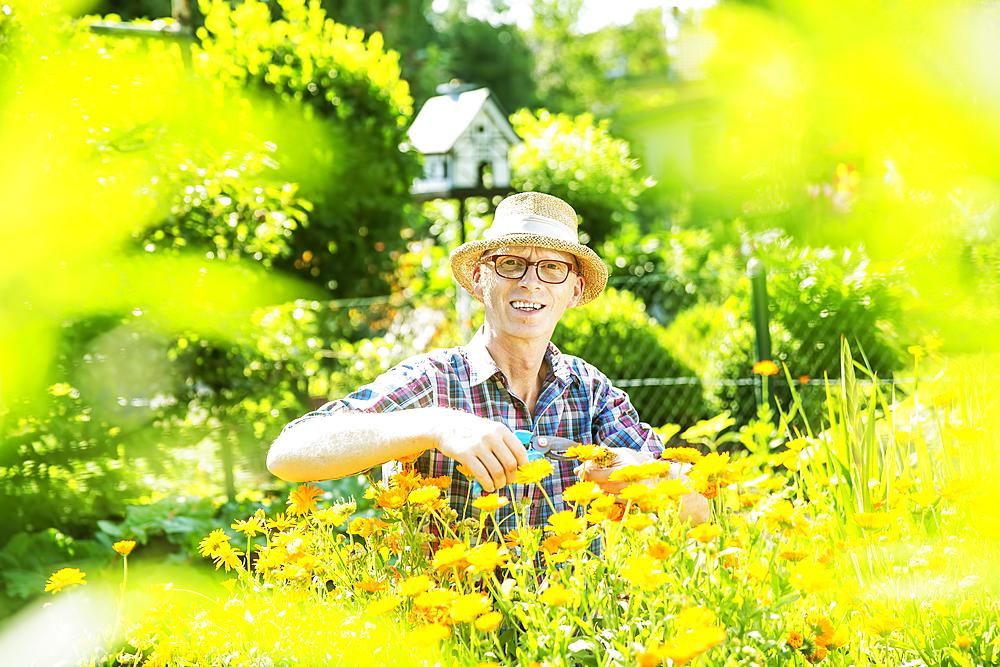 Gardener, garden plot holder, wearing a straw hat, in a flower bed with calendulas, Cologne, North Rhine-Westphalia, Germany, Europe