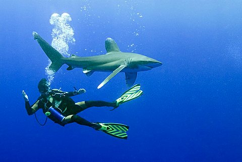 Scuba diver with an Oceanic Whitetip Shark (Carcharhinus longimanus), Red Sea, Egypt, Africa