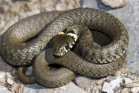 Grass Snake, Ringed Snake or Water Snake (Natrix natrix), Kalkalpen National Park, Upper Austria, Austria, Europe