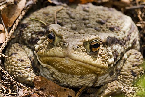 Common Toad (Bufo bufo), Kalkalpen National Park, Upper Austria, Europe