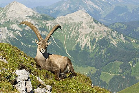 Alpine Ibex (Capra ibex), Eisenerz, Styria, Austria, Europe