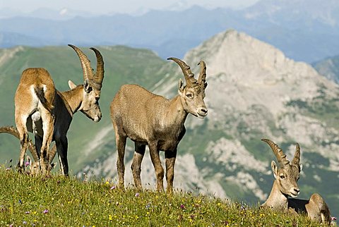 Alpine Ibex (Capra ibex), Eisenerz, Styria, Austria, Europe