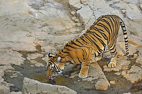 Tiger (Panthera tigris) at a rocky water hole in Ranthambore National Park, Rajasthan, India, Asia