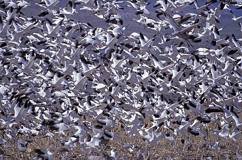 Flock of Snow Geese (Anser caerulescens)