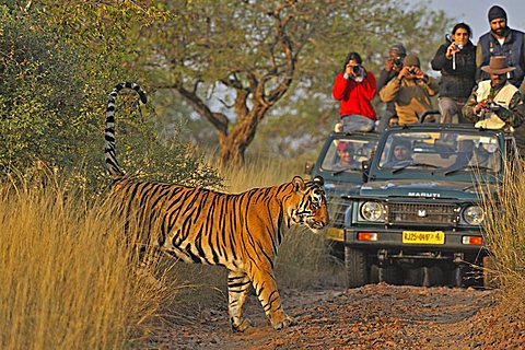 Tourist vehicles following a Tiger (Panthera tigris) on a tiger safari in Ranthambore tiger reserve, Rajasthan, India, Asia