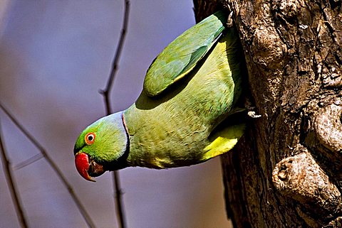 Rose-ringed parakeet (Psittacula krameri) coming out of a nest hole in Ranthambore National Park, Rajasthan, India, Asia