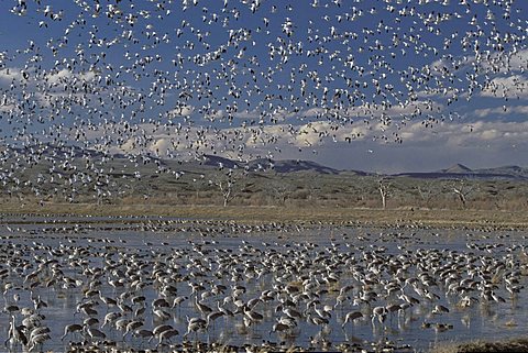 Flock of Snow Geese (Anser caerulescens)