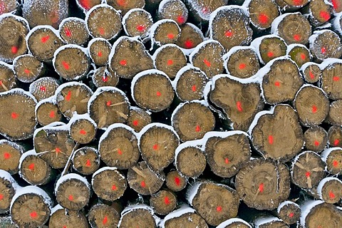 Norway Spruce (Picea abies), log pile in a coniferous forest