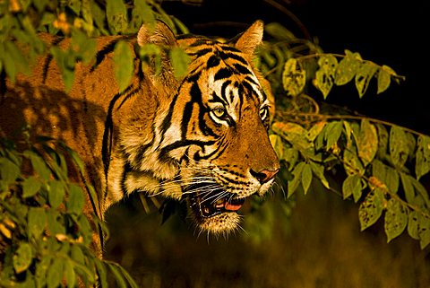 Head shot of a wild Tiger (Panthera tigris) in Ranthambore National Park, Rajasthan, India