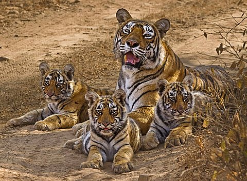 Wild tigress (Panthera tigris) with three young cubs in Ranthambore National Park, Rajasthan, India