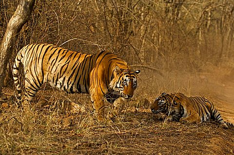 Two tigers (Panthera tigris), a male and a female, after a fight in Ranthambore National Park, Rajasthan, India