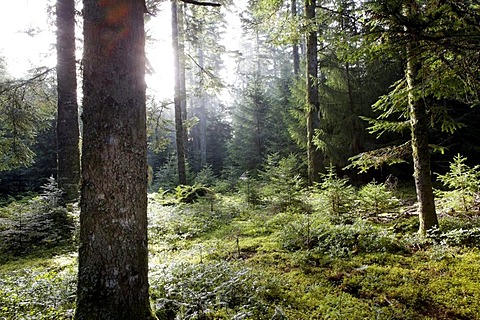 Rays of sunlight, forest of Douglas-firs (Pseudotsuga menziesii), Parc Naturel Regional Livradois Forez, Regional Nature Park of Livradois Forez, Puy de Dome, France, Europe