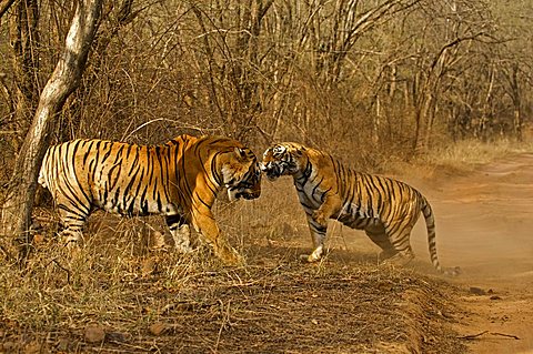 Two tigers (Panthera tigris), a male and a female, fighting in Ranthambore National Park, Rajasthan, India