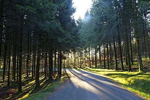 Road in the forest, Monedieres, Parc Naturel Regional de Millevaches, Millevaches Regional Natural Park, Correze, France, Europe