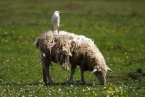 Cattle Egret (Bubulcus ibis, Ardeola ibis) riding on back of a grazing sheep, Extremadura, Spain, Europe