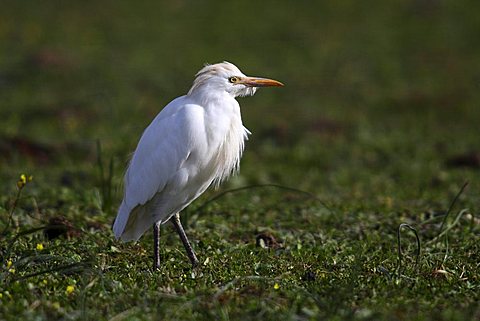 Cattle Egret (Bubulcus ibis, Ardeola ibis) standing in meadow, Extremadura, Spain, Europe