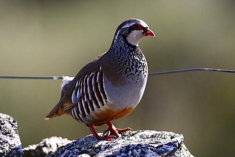 Red-legged Partridge (Alectoris rufa) on stone wall, Extremadura, Spain, Europe