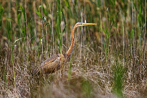 Purple Heron (Ardea purpurea) hunting in the reeds, Burgenland, Austria, Europe