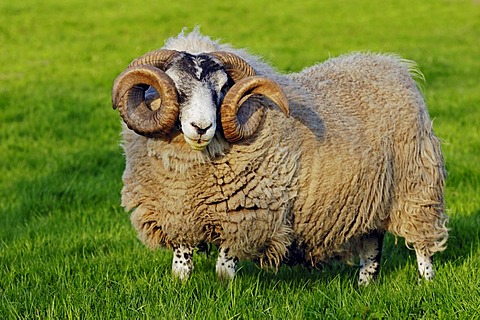 Scottish Blackface Sheep, male, domestic sheep