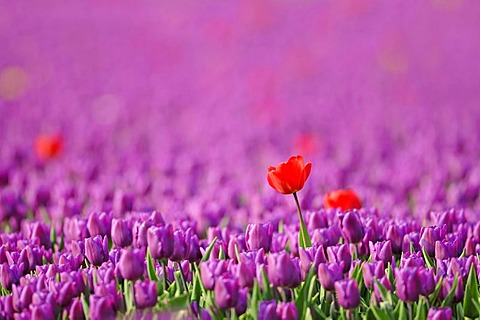 Field of Tulips (Tulipa sp.), near Lisse, South Holland, Holland, Netherlands, Europe