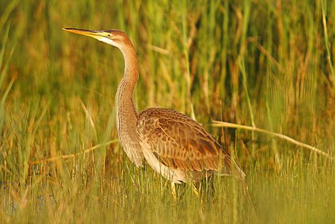 Purple Heron (Ardea purpurea), young bird in the reed, Neusiedel, Neusiedlersee, Burgenland, Austria, Europe