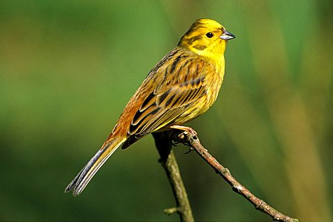 Yellowhammer (Emberiza citrinella) cock in mating plummage, Neunkirchen im Siegerland, North Rhine-Westphalia, Germany, Europe