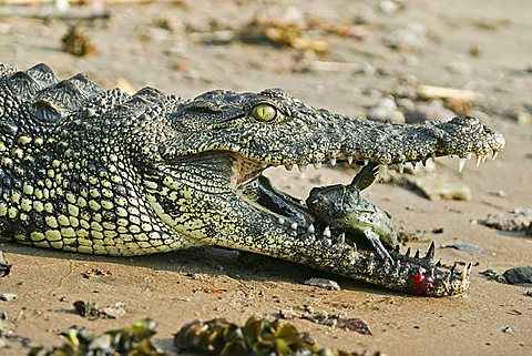 Nile crocodile (Crocodylus niloticus) with a captured catfish, Chobe River, Chobe National Park, Botswana, Africa