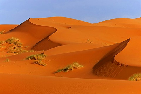 The sand dunes of Erg Chebbi in evening light, at the western edge of the Sahara desert, Meknes-Tafilalet, Morocco, Africa