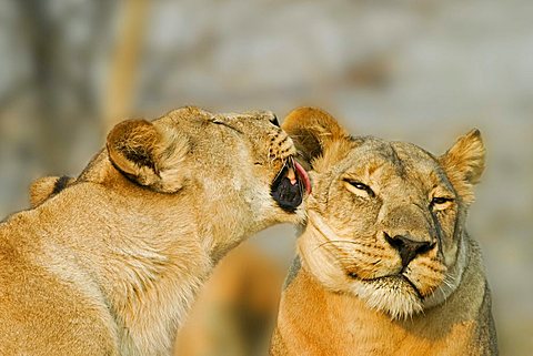 Lionesses (Panthera leo) are licking one another, Savuti, Chobe national park, Botswana, Africa