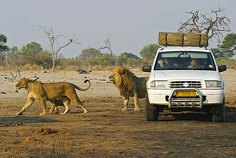 Lion family (Panthera leo) with a offroad car and tourists, Savuti, Chobe Nationalpark, Botswana, Africa