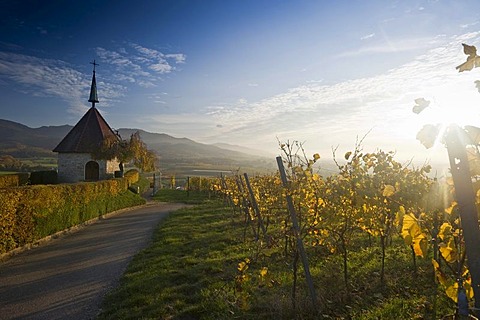 Chapel in the vineyards near Ehrenkirchen, south of Freiburg im Breisgau, Markgraeflerland, Baden-Wuerttemberg, Germany, Europe