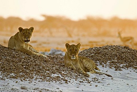 Lion cups (Panthera leo) lying on a small hill are watching for animals in the Nxai Pan, Makgadikgadi Pans National Park, Botswana, Africa