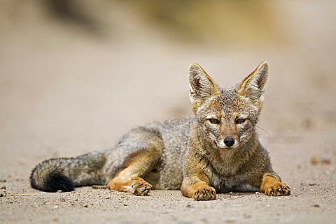 Grey Zorro (Pseudalopex griseus), peninsula Valdes, Patagonia, east coast, Atlantic Ozean, Argentina, South America