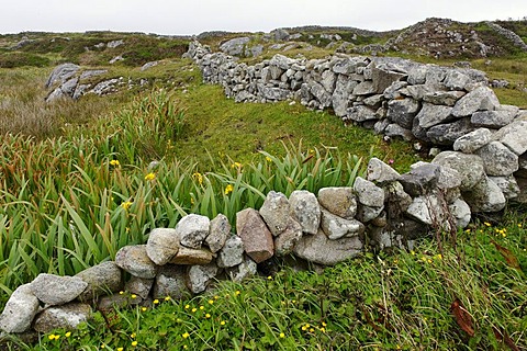 Dry stone wall, Coral Bay, Connemara, County Galway, Ireland, Europe