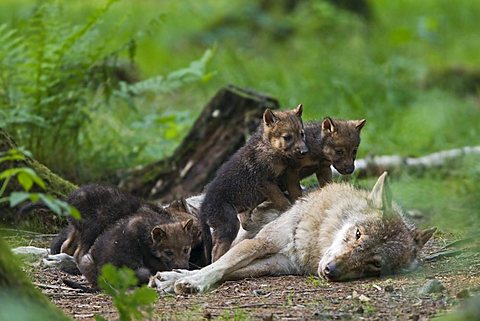 European wolf (Canis lupus lupus) with pup, puppy