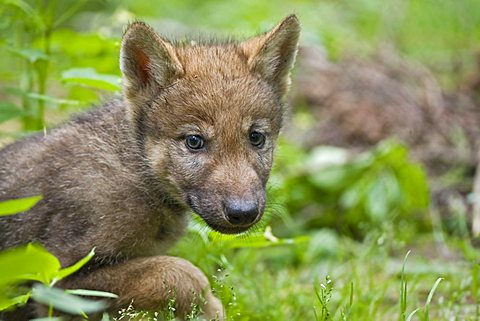 European wolf (Canis lupus lupus) pup, puppy